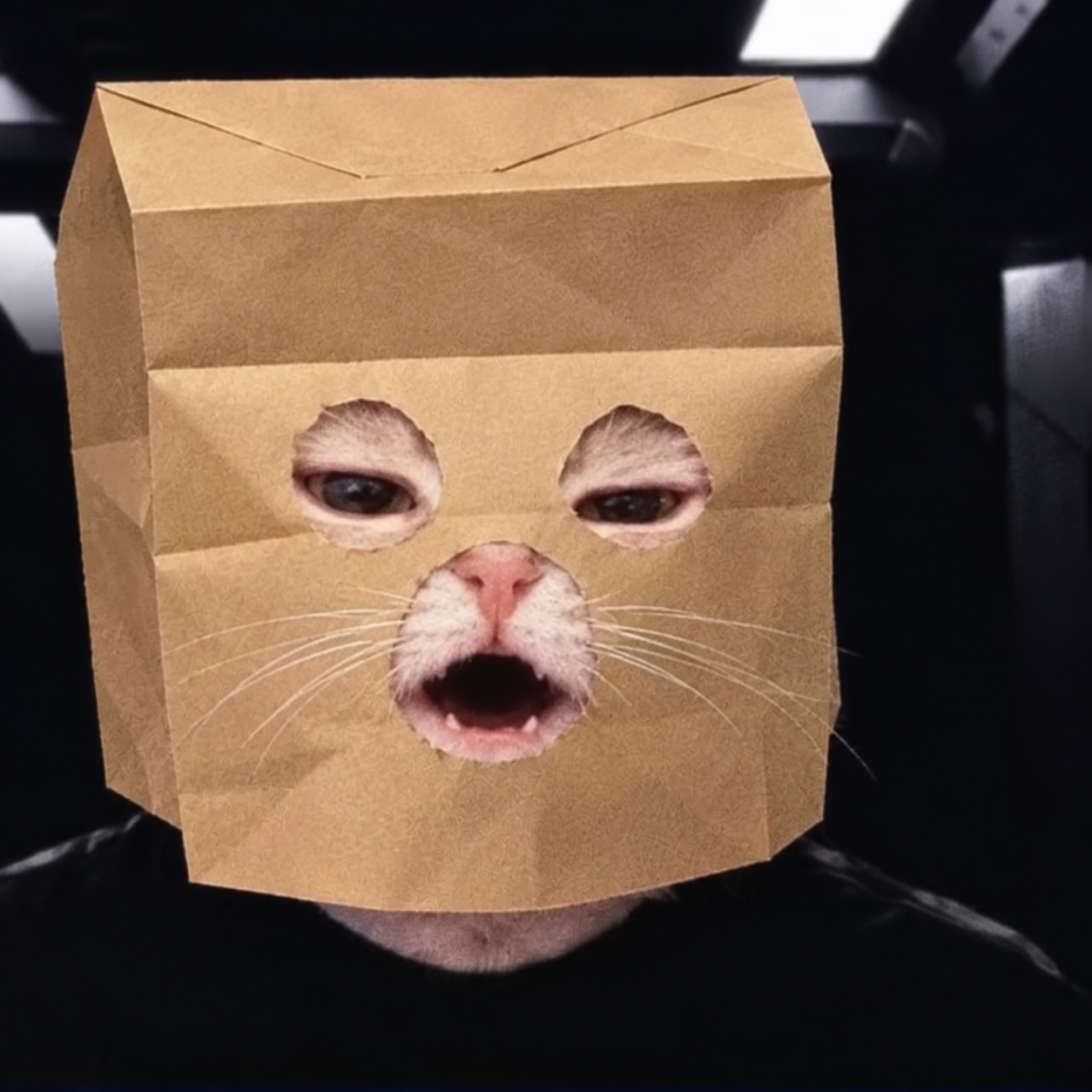 Anonymous Vrax: a cat wearing a brown paper bag with cutouts for its eyes and mouth